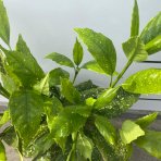 Aukuba japonská (Aucuba Japonica) ´CROTONIFOLIA´ - výška 45-55 cm, kont. C3L